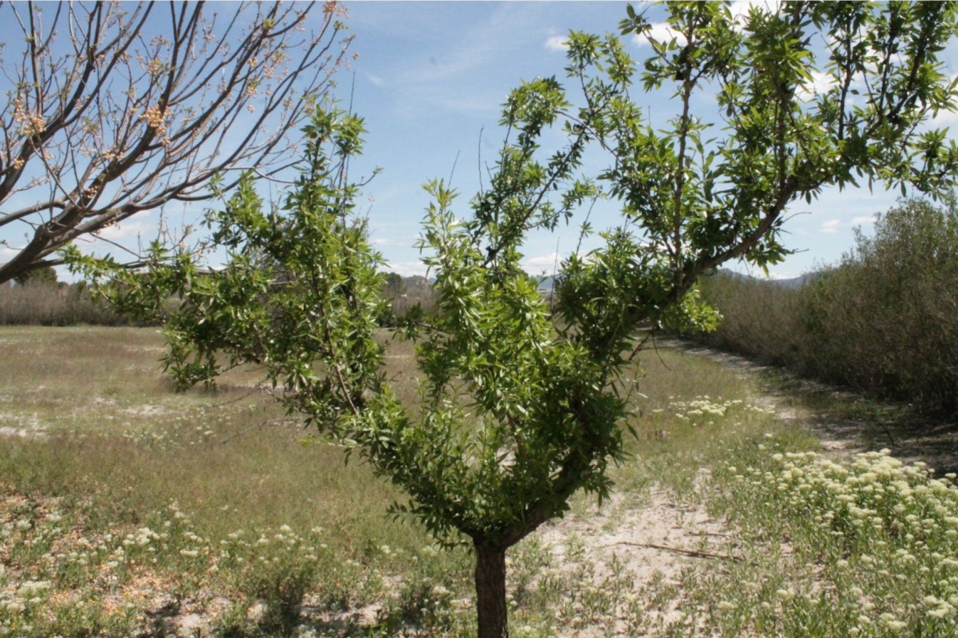 Herverkoop - Villa - Villena
