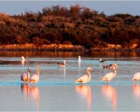 Nieuwbouw Woningen - Villa - San Pedro del Pinatar