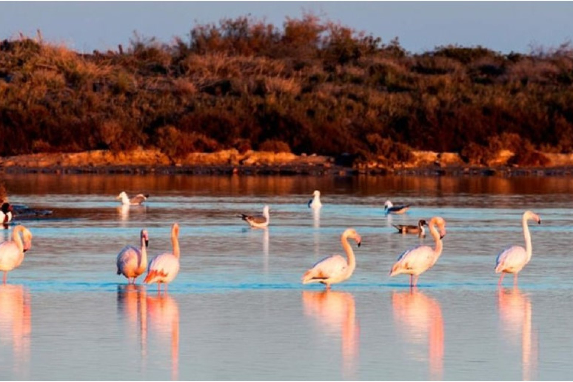 Nieuwbouw Woningen - Villa - San Pedro del Pinatar