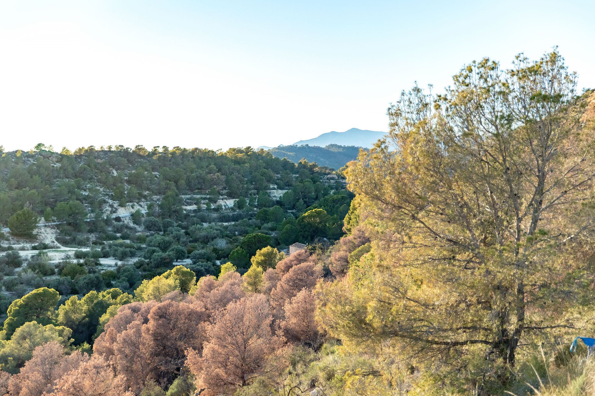 Obra nueva - Apartamento / piso - Finestrat