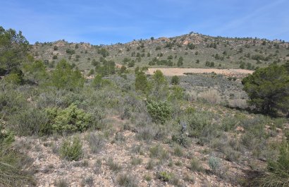 Plot / Land - Resale - Yecla - Yecla