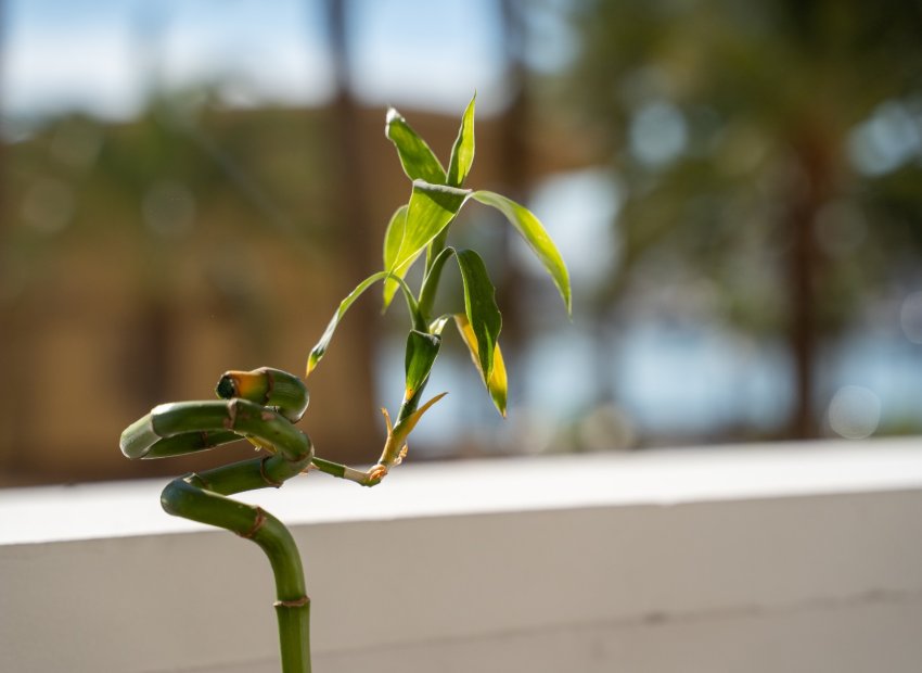 Resale - Apartment / flat - Alicante - Center