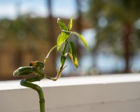 Resale - Apartment / flat - Alicante - Center