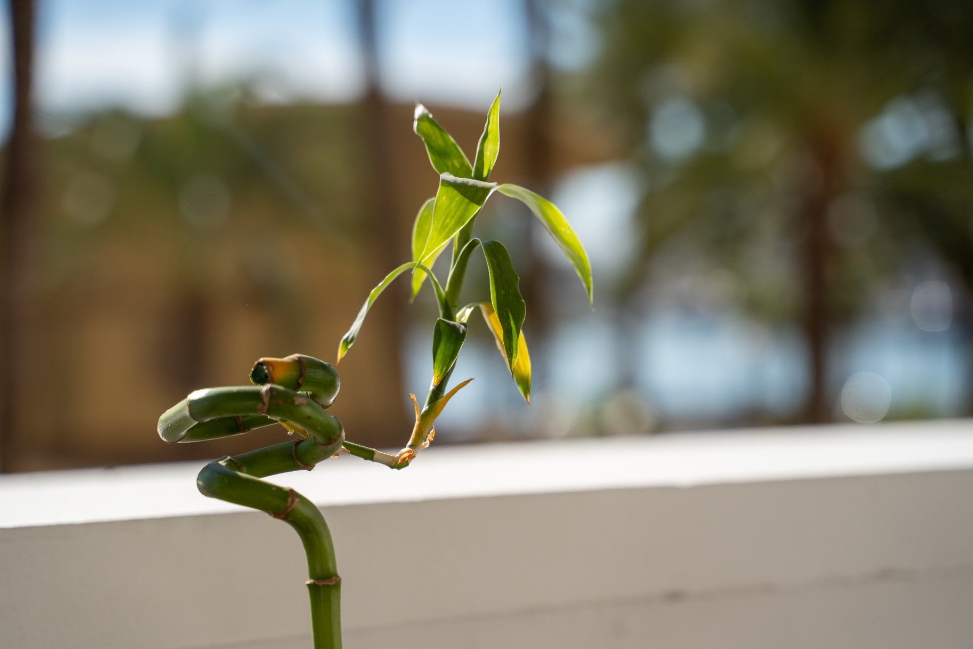 Resale - Apartment / flat - Alicante - Center