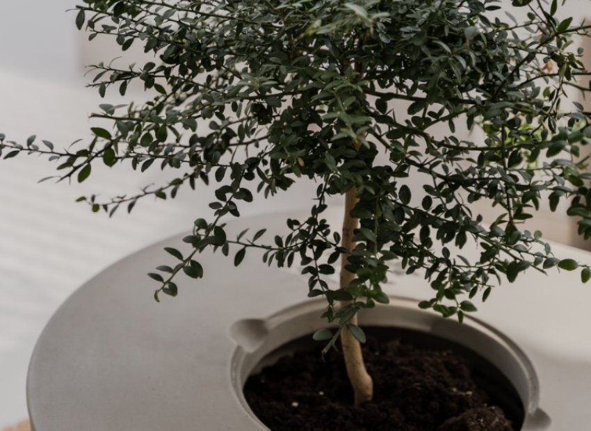 Resale - Apartment / flat - Benahavís - La Quinta