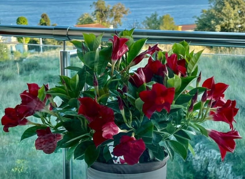 Resale - Apartment / flat - Calpe