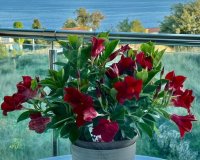 Resale - Apartment / flat - Calpe