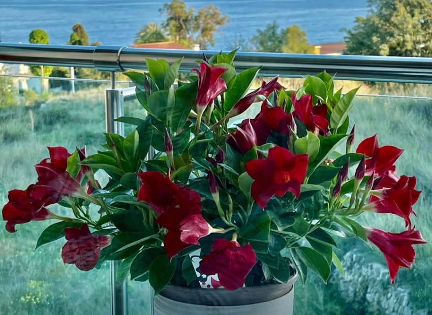 Resale - Apartment / flat - Calpe