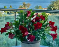 Resale - Apartment / flat - Calpe