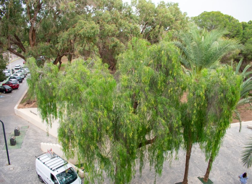 Resale - Apartment / flat - Guardamar del Segura - Center