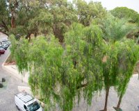 Resale - Apartment / flat - Guardamar del Segura - Center