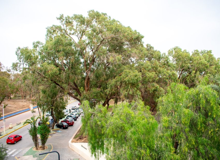 Resale - Apartment / flat - Guardamar del Segura - Center