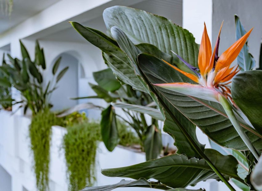 Resale - Apartment / flat - Marbella - Los Monteros