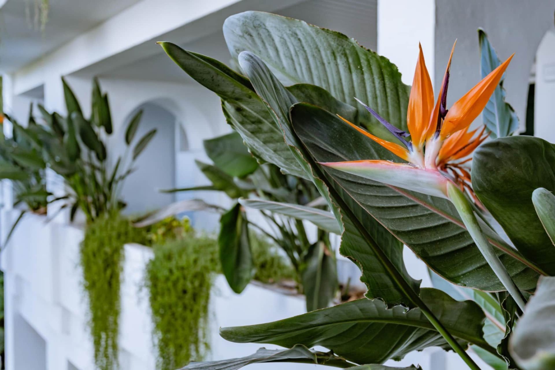 Resale - Apartment / flat - Marbella - Los Monteros