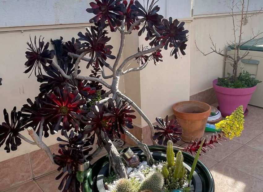 Resale - Apartment / flat - Orihuela Costa - Los Altos