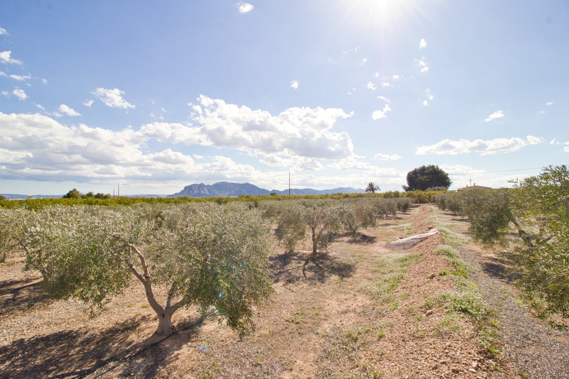 Resale - Country House - Albatera