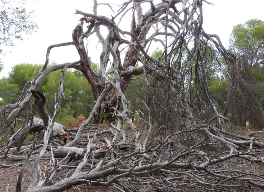 Resale - Country House - Ibi - Ibi - Country