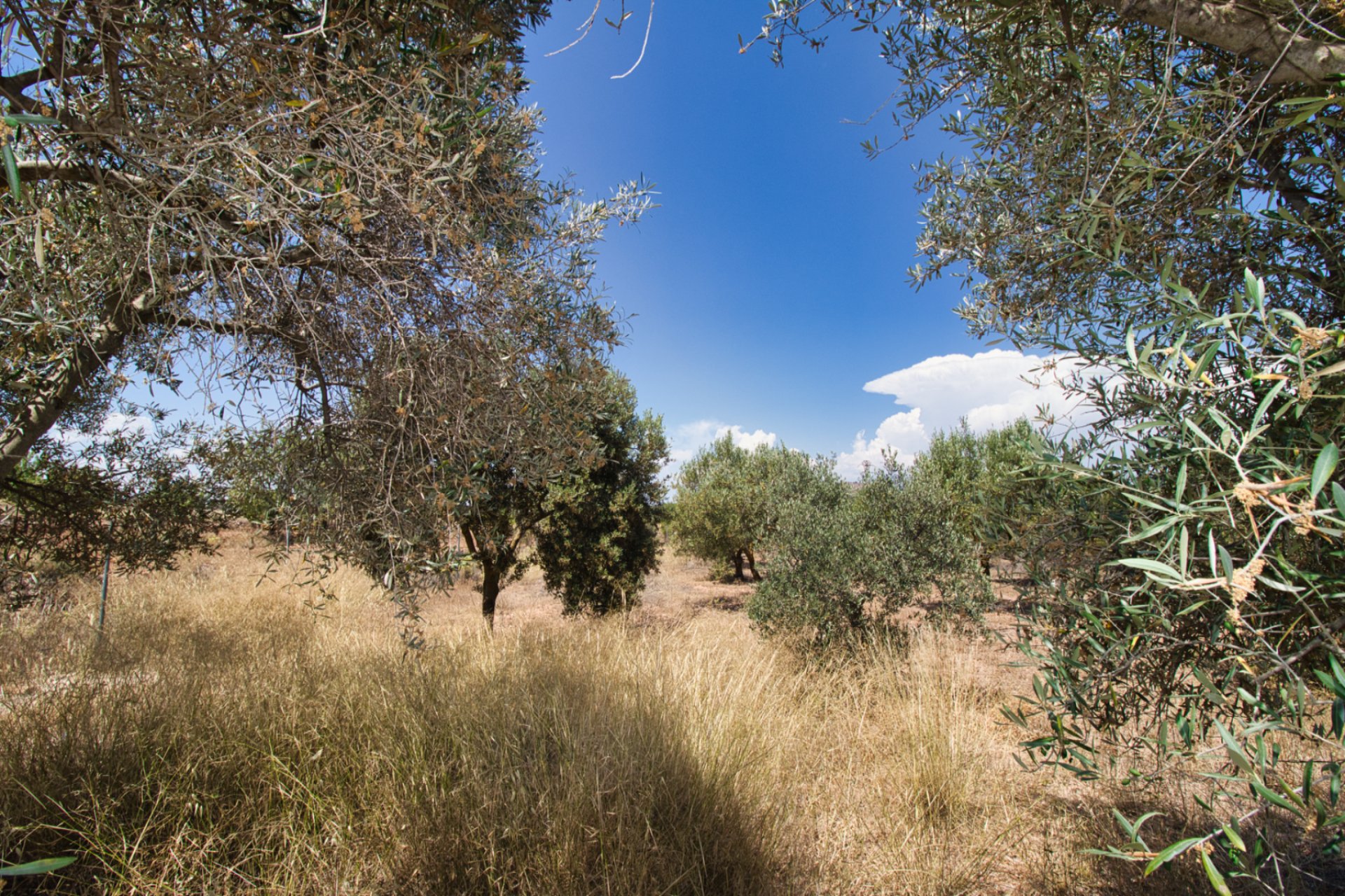 Resale - Country House - Pinoso