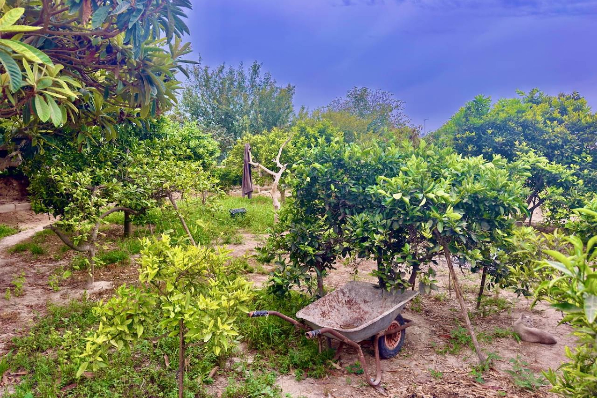 Resale - Country House - Rojales - Ciudad Quesada