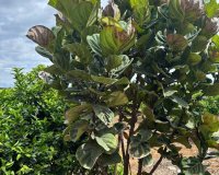 Resale - Country House - Rojales - Ciudad Quesada