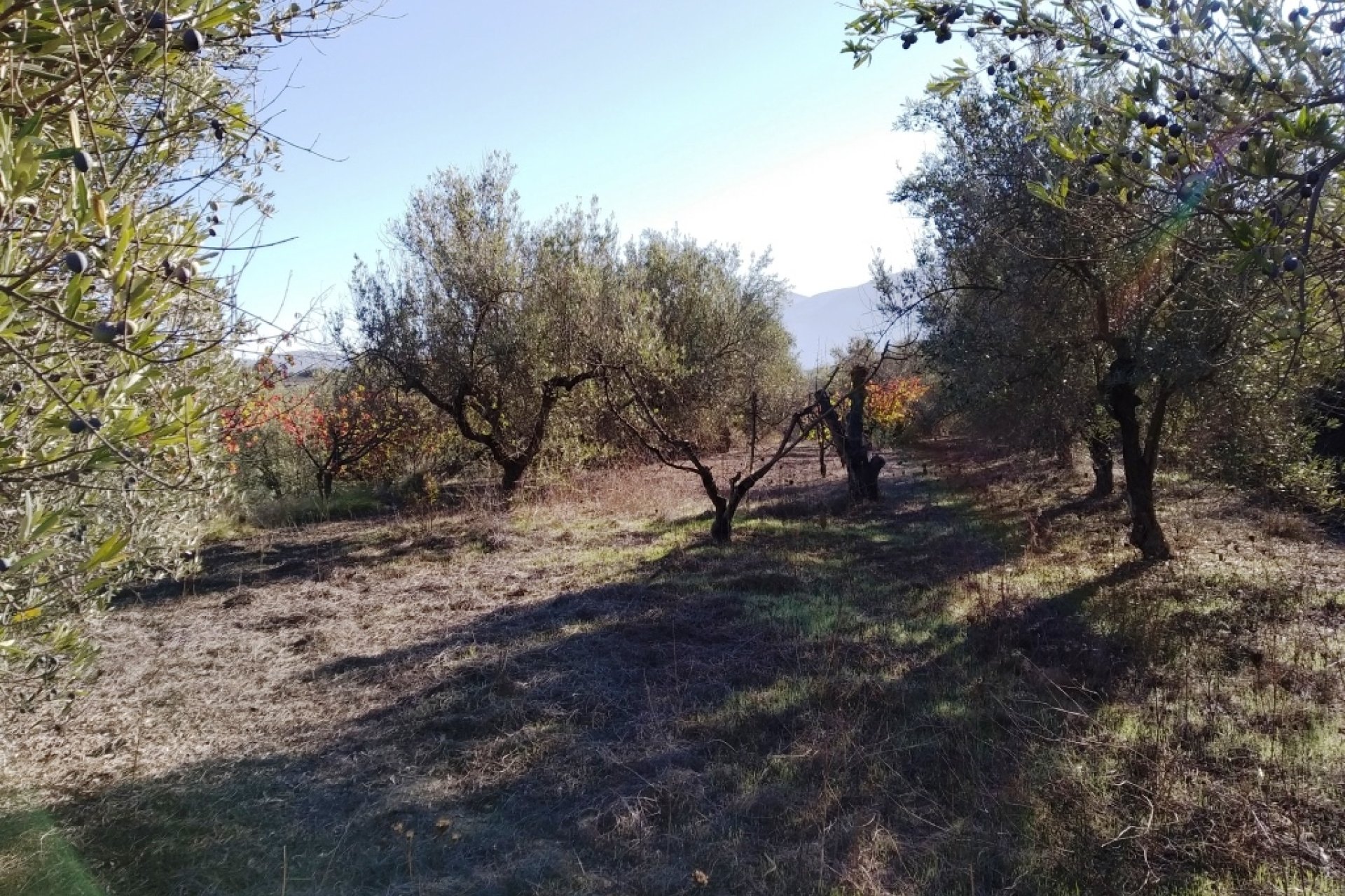 Resale - Plot / Land - Benimarfull