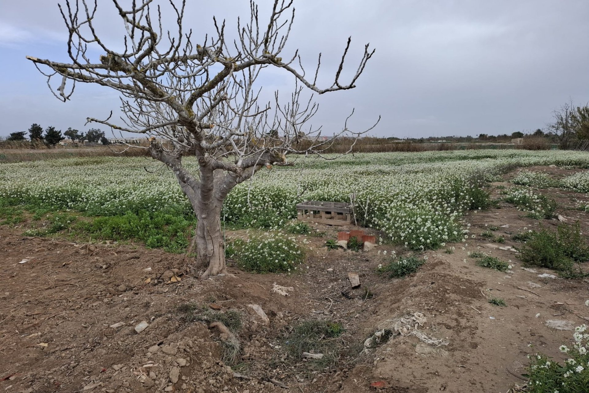 Resale - Plot / Land - Guardamar del Segura