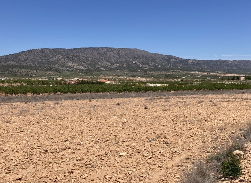 Resale - Plot / Land - Pinoso - Lel