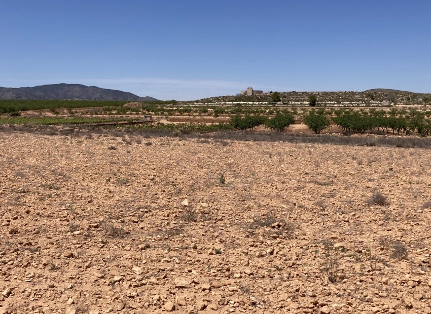 Resale - Plot / Land - Pinoso - Lel