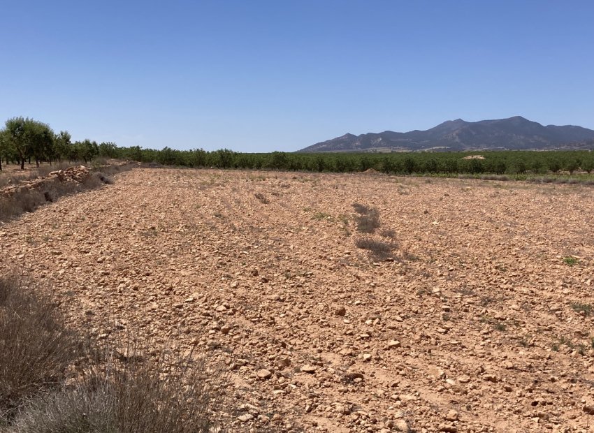 Resale - Plot / Land - Pinoso - Lel