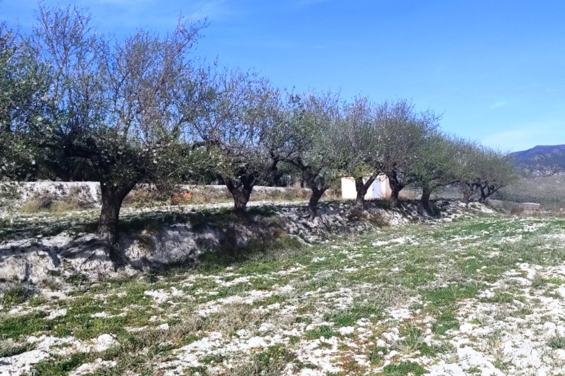 Resale - Plot / Land - Planes