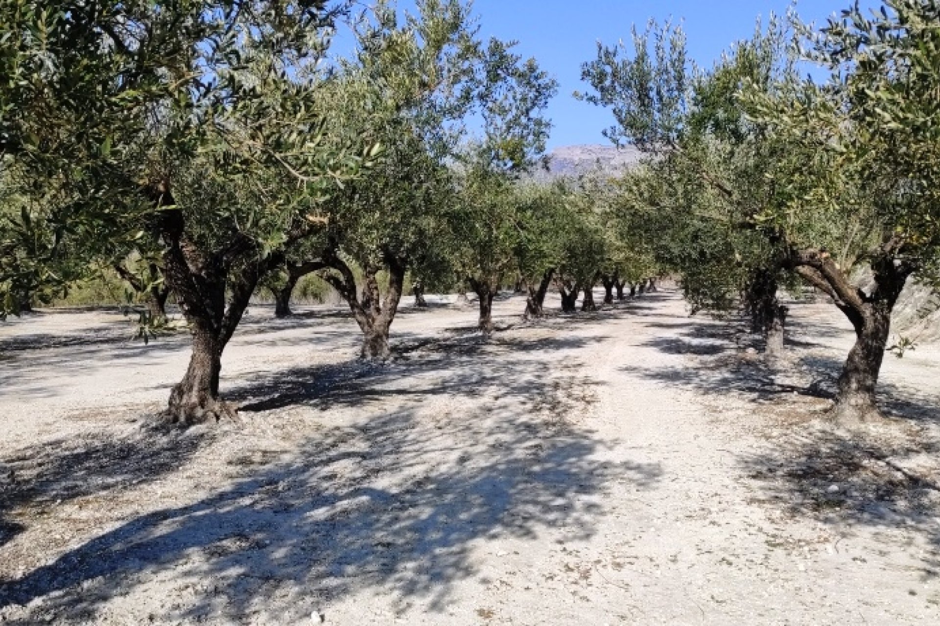 Resale - Plot / Land - Planes