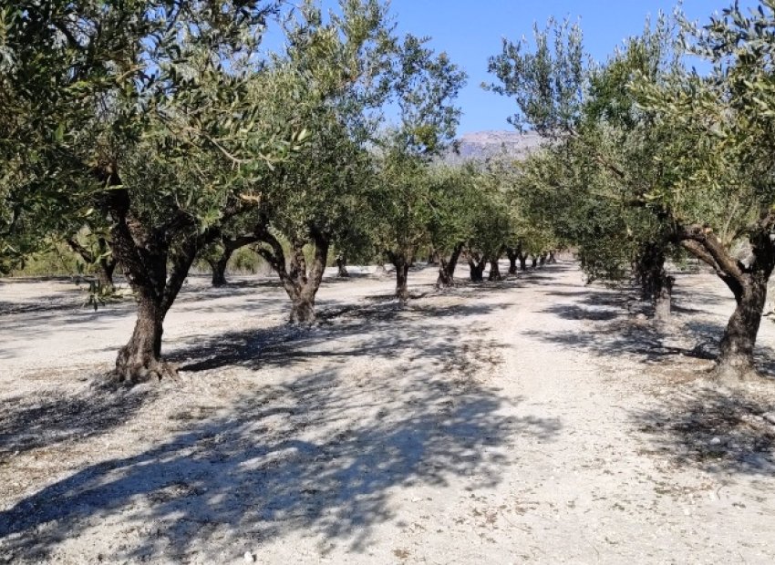 Resale - Plot / Land - Planes