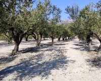 Resale - Plot / Land - Planes