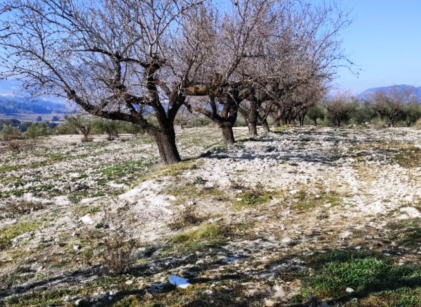 Resale - Plot / Land - Planes