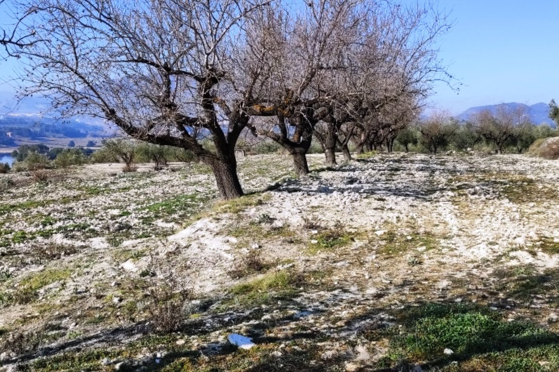 Resale - Plot / Land - Planes