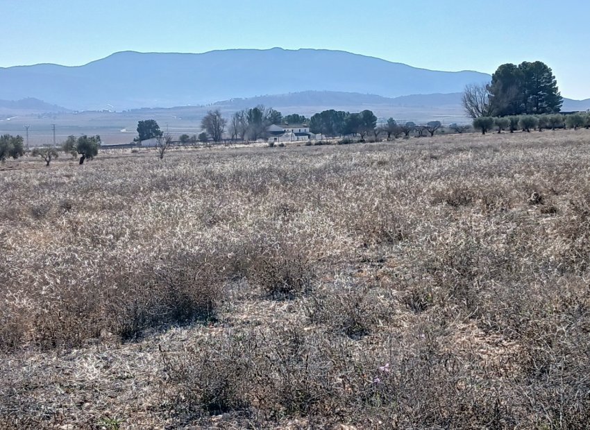 Resale - Plot / Land - Yecla