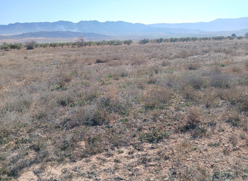 Resale - Plot / Land - Yecla