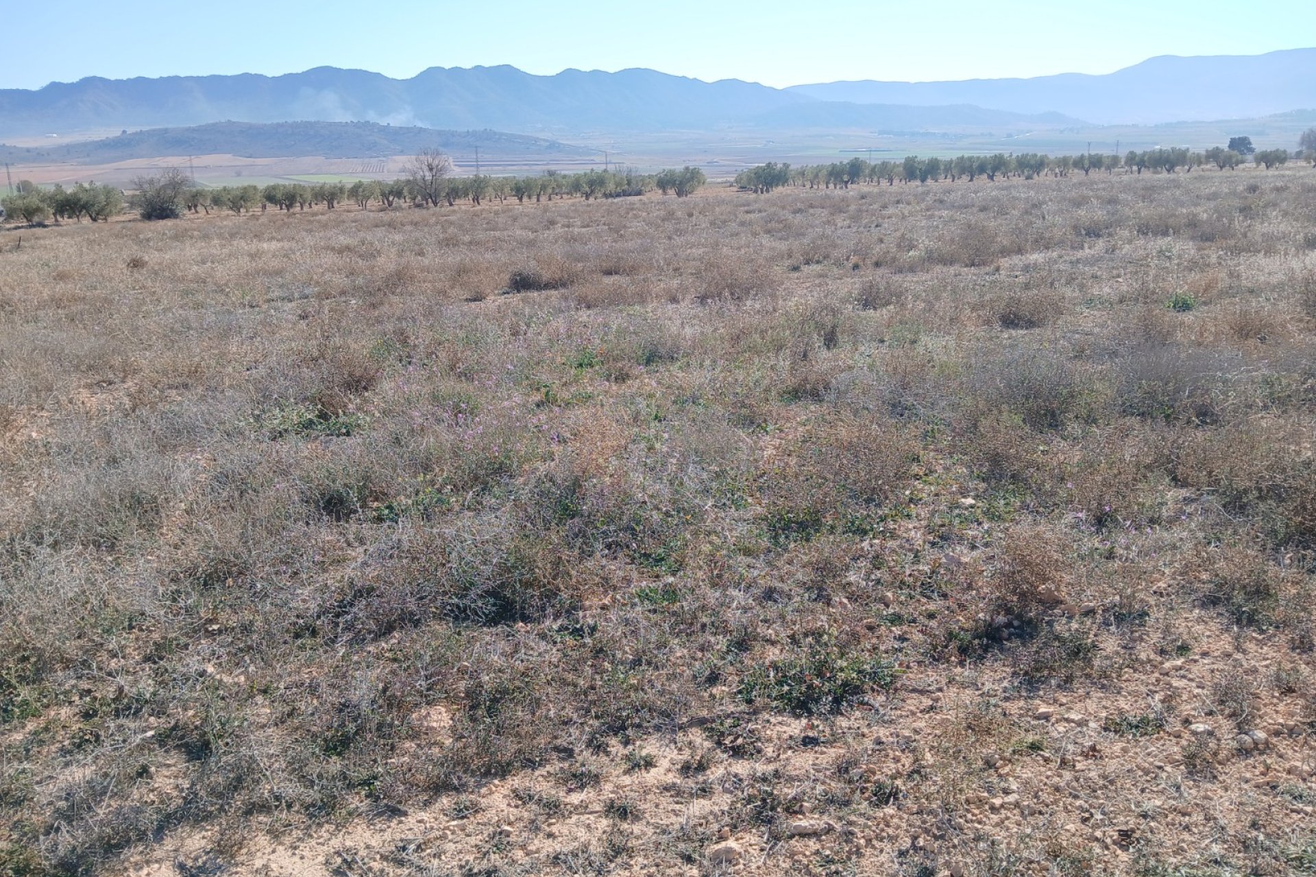 Resale - Plot / Land - Yecla