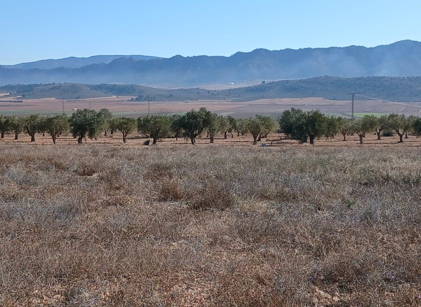 Resale - Plot / Land - Yecla