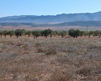 Resale - Plot / Land - Yecla