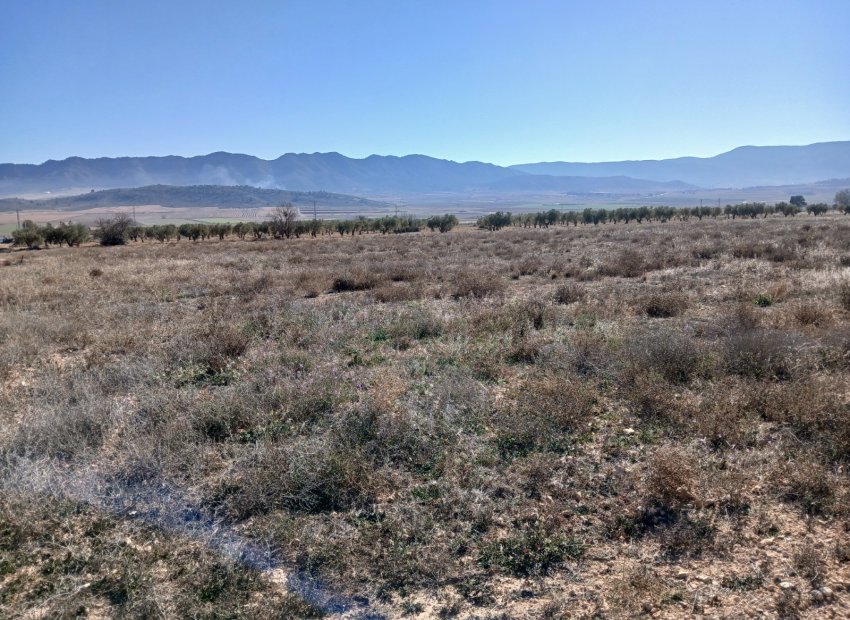 Resale - Plot / Land - Yecla