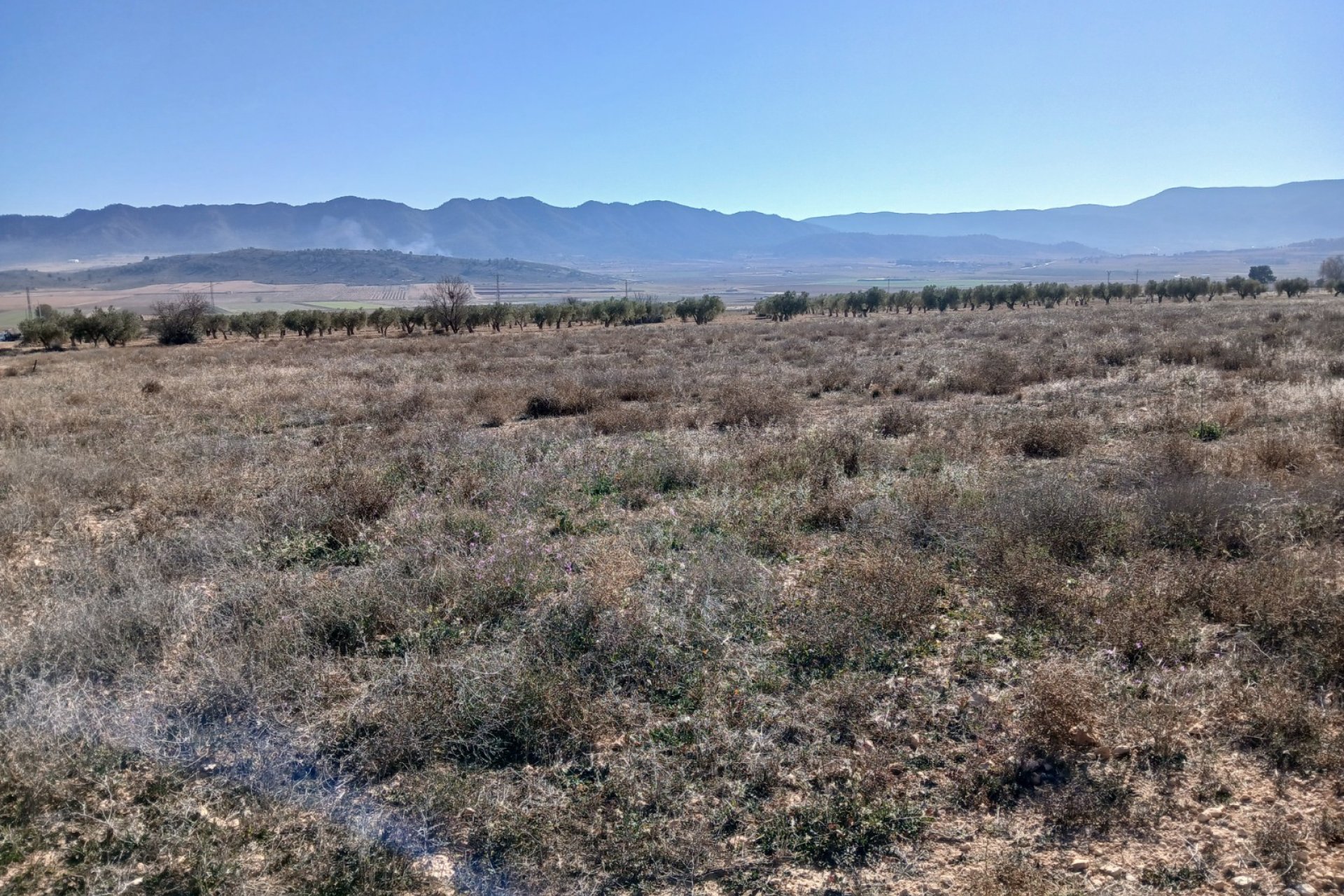 Resale - Plot / Land - Yecla