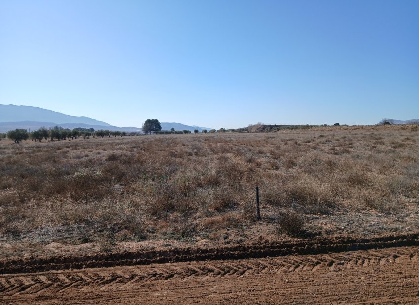 Resale - Plot / Land - Yecla