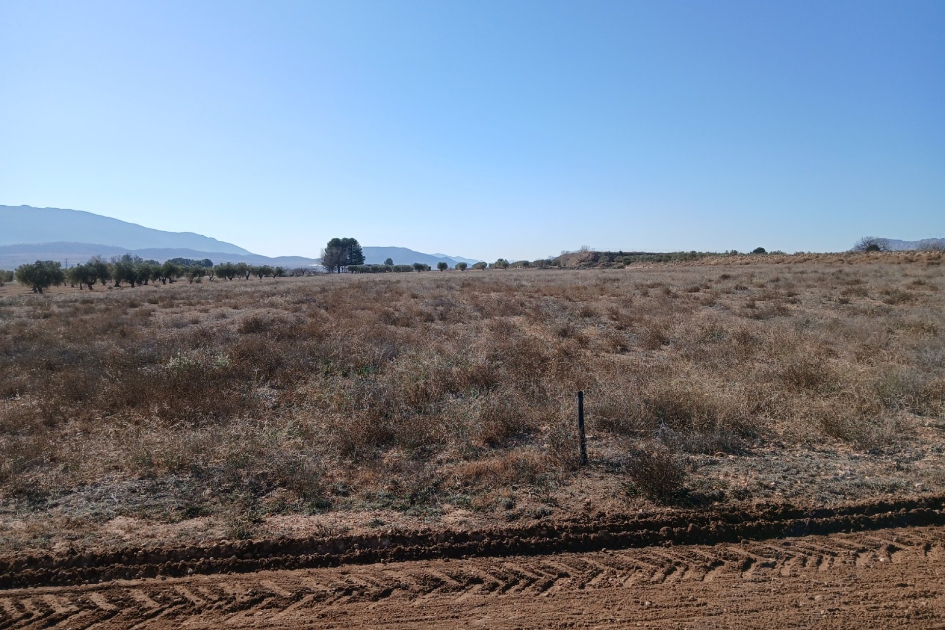Resale - Plot / Land - Yecla