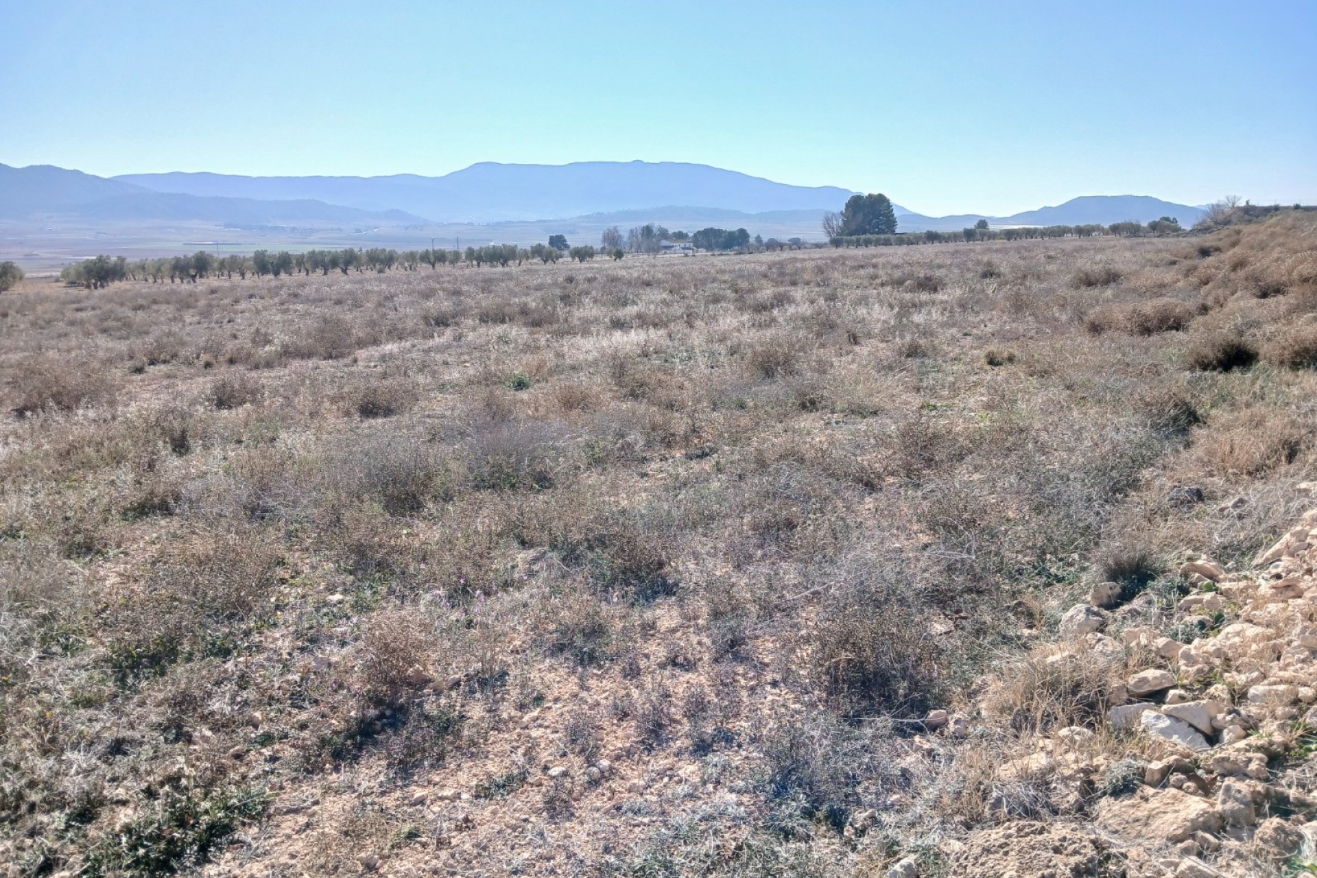 Resale - Plot / Land - Yecla