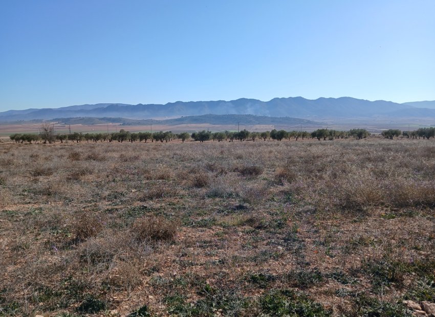Resale - Plot / Land - Yecla