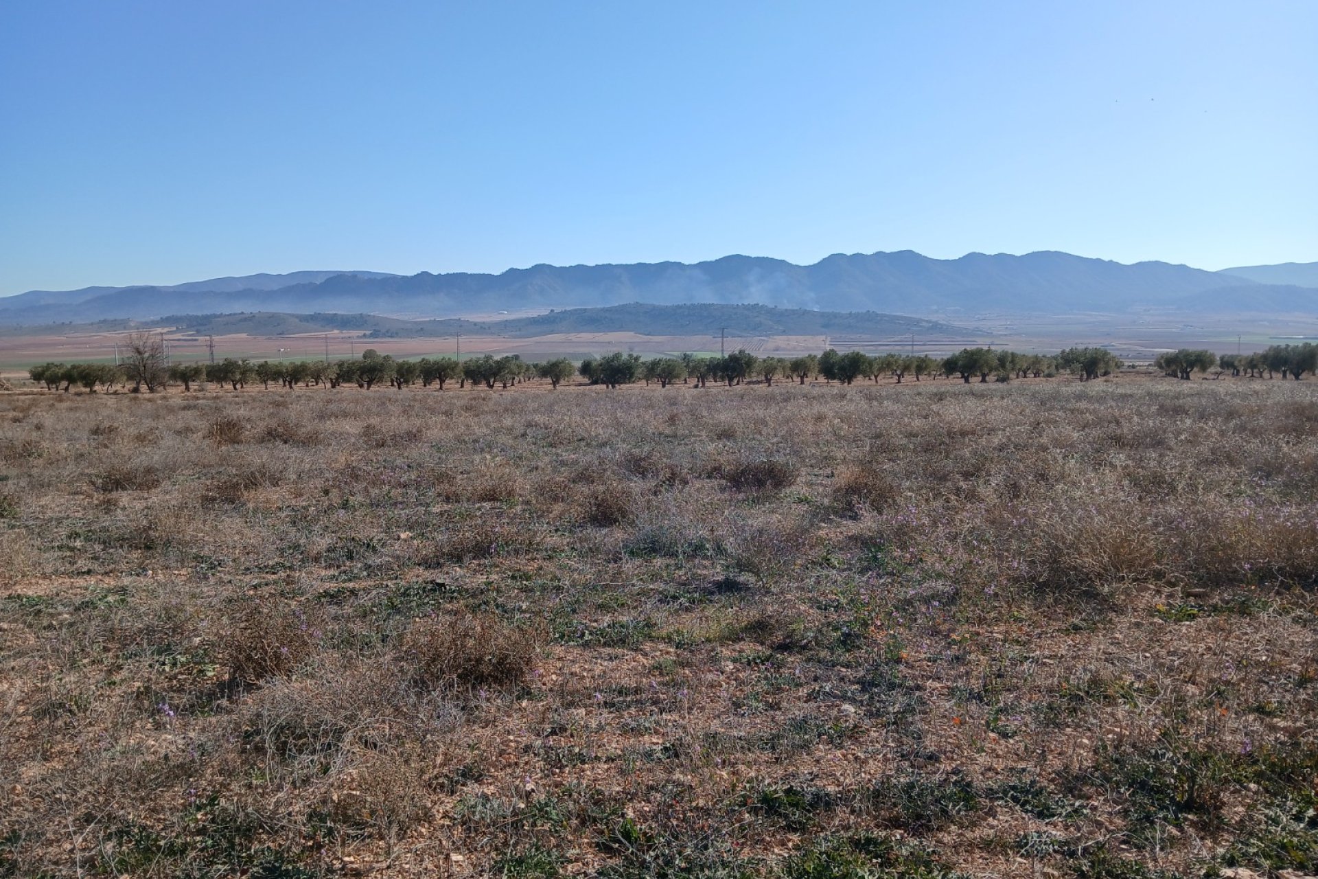 Resale - Plot / Land - Yecla