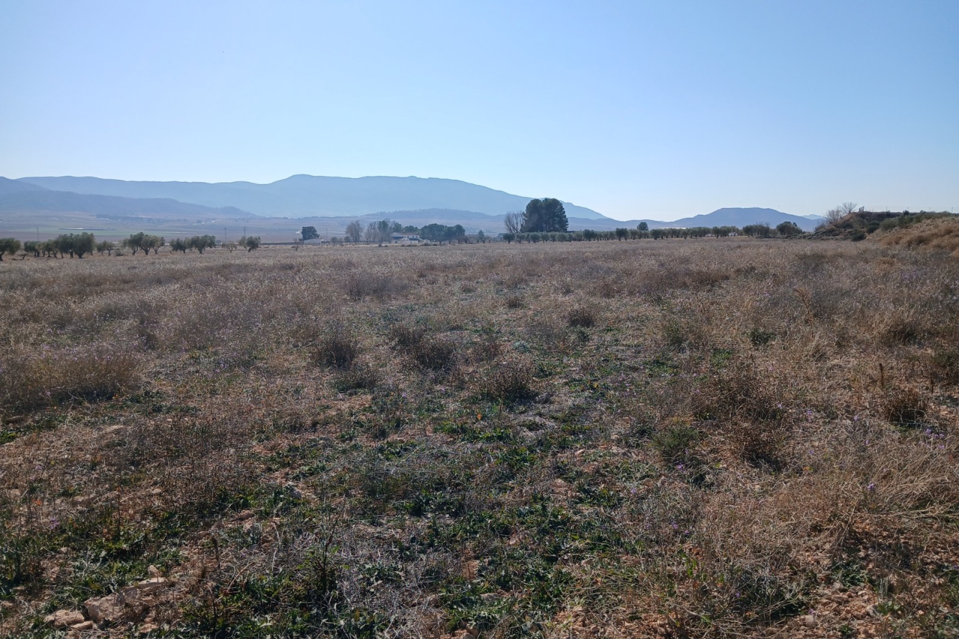 Resale - Plot / Land - Yecla