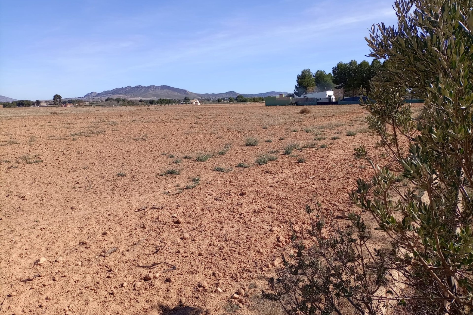 Resale - Plot / Land - Yecla