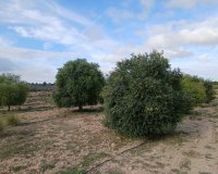 Resale - Plot / Land - Yecla